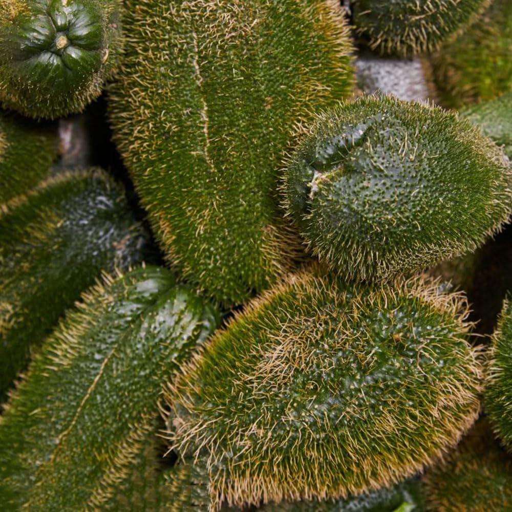 Semi Di Chayote 50 Pezzi – Resistenti Per Balcone, Giardino E Aiuole Rialzate, Facili Da Coltivare Per Principianti