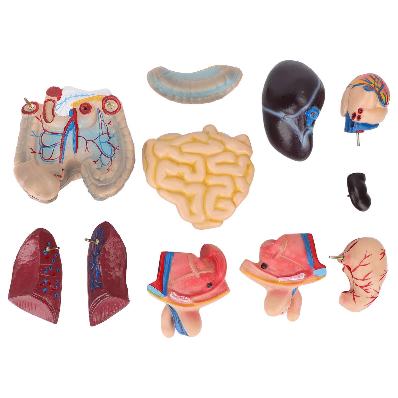Fabater Modello di Torso Umano Rimovibile 17,7 Pollici Modello Anatomico del Corpo Educativo per Insegnamento, Scuola, Ospedale - Strumento di Apprendimento della Struttura dell'organo Cerebrale