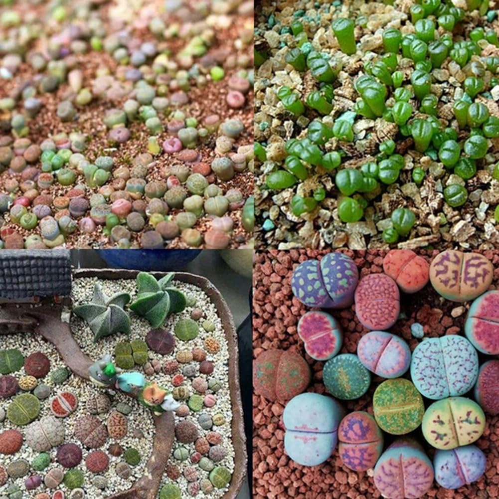 100 Unids Semillas de Lithops Mixtas Piedras Vivas Planta Suculenta Bonsai Semillas de Decoración de Jardín para Plantar Jardín Semillas de Lithops