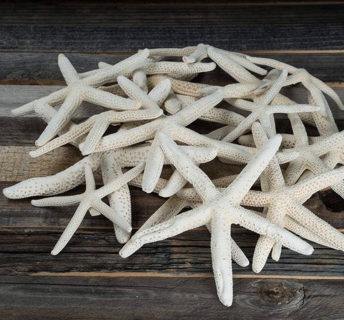 Starfish Decor - Star Fish for Craft - 30pk Uniquely Shaped 2-5" White Real Sea Stars - Beach Wedding Decor - Coastal Party Decorations - Seashell Decor - Shells for Crafts - Nautical Décor