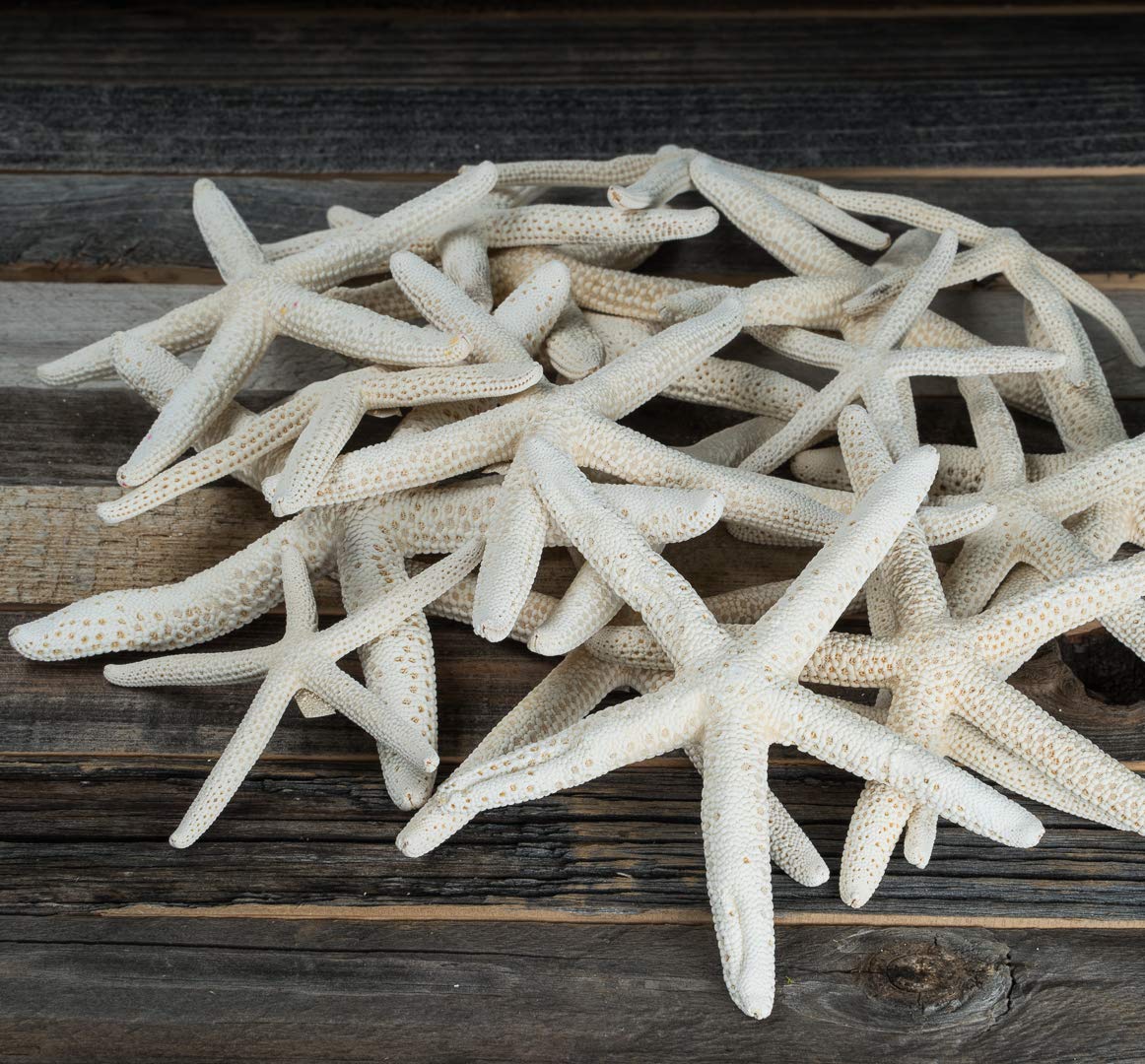 Starfish Decor - Star Fish for Craft - 30pk Uniquely Shaped 2-5