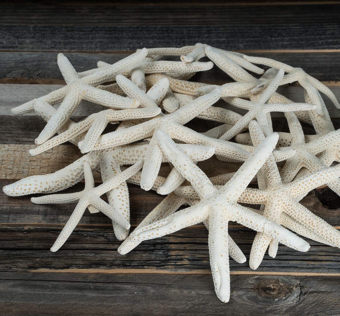 Finger Starfish - White Uniquely Shaped Assortment 2" to 5" - 15 Pieces - Craft Starfish - Imperfect Starfish for Craft and Decoration - Plus Free Nautical eBook by Joseph Rains