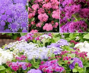 100+ Mix Ageratum Seeds Flower Seeds Garden Planting