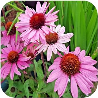 Echinacea 'Purpurea ' X 8 Bare Root Plants Hardy Perennial 'Coneflower'