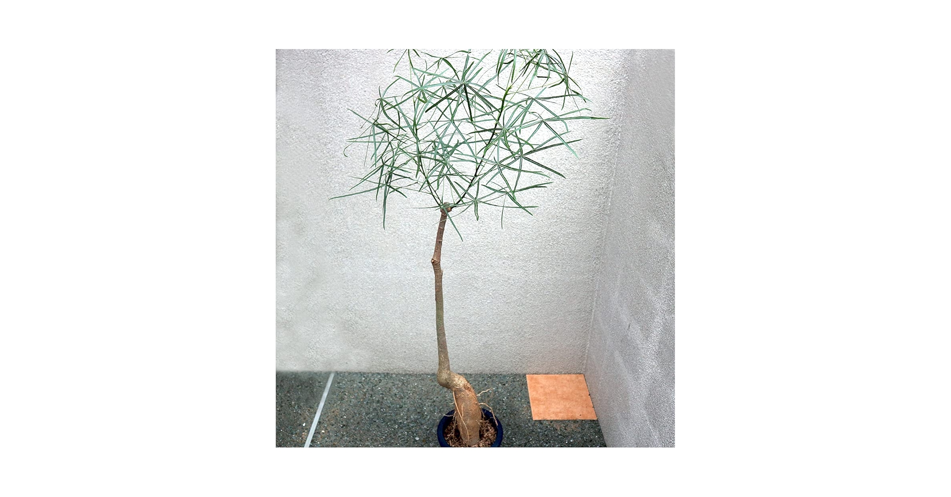 Amazon.co.jp: Bottle Tree (Brachychiton Lupestris) Large