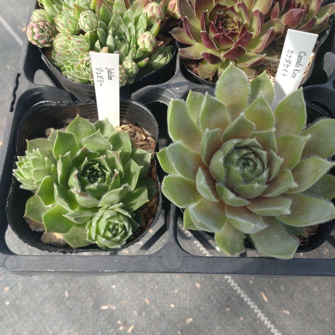 センペルビウム40品種セット 7.5cmポット センペルビウム40品種セット