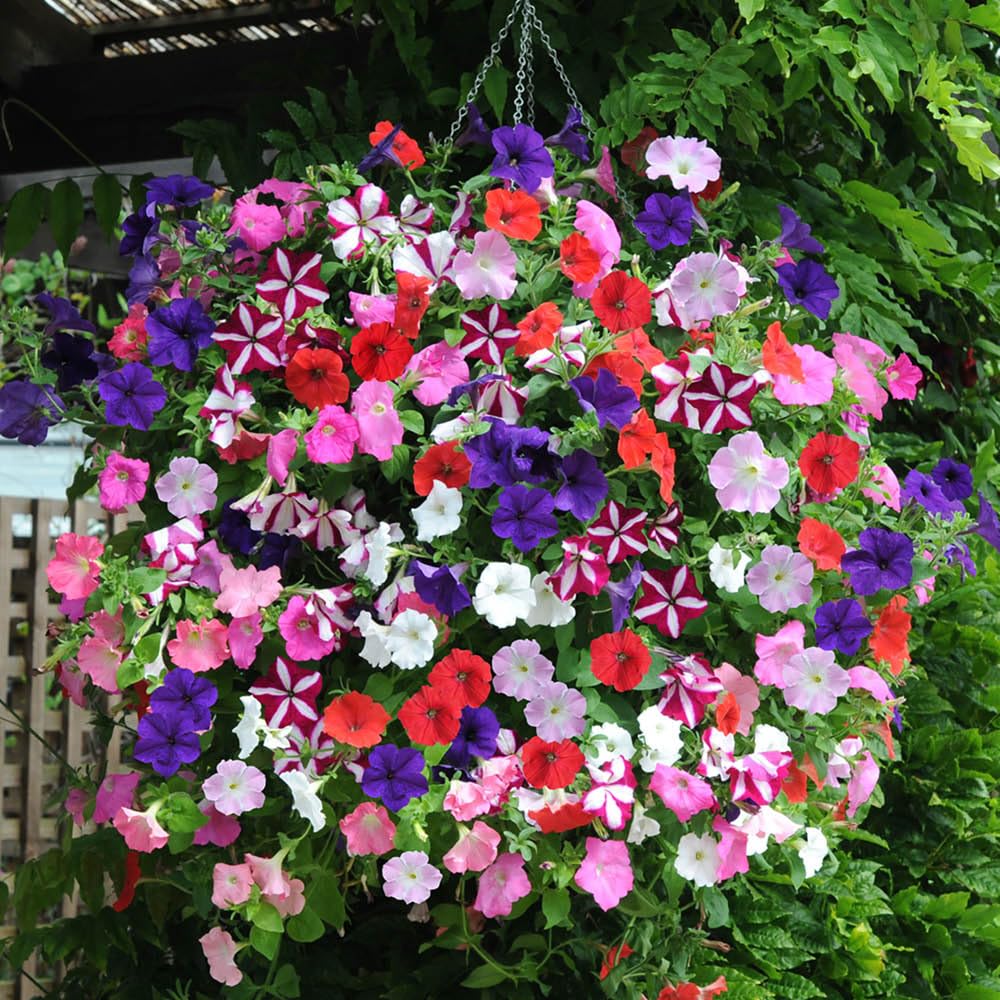 YouGarden Petunia Easy Wave Ultimate Mix 30 Garden Ready Plants, Supplied as Established Garden Ready Plants Ready to Plant Out in Borders, Containers and Pots