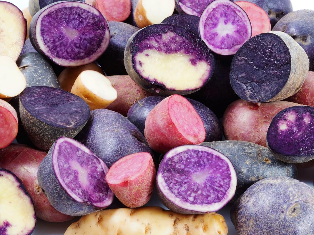 60 Mixed Color Potato Seeds for Growing Outdoors, True Potato Seeds, Red Yellow Purple