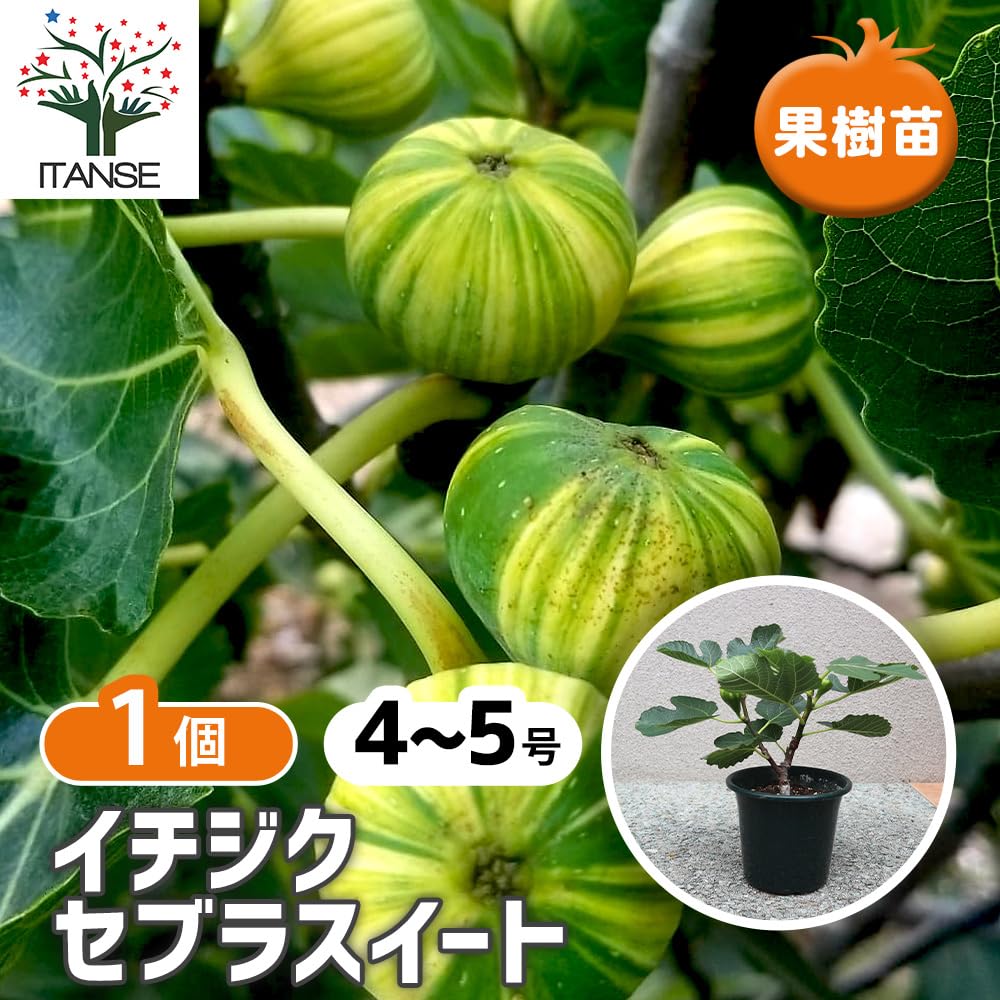 Amazon.co.jp: ITANSE イチジクの苗木 ゼブラスイート 4～5号 1