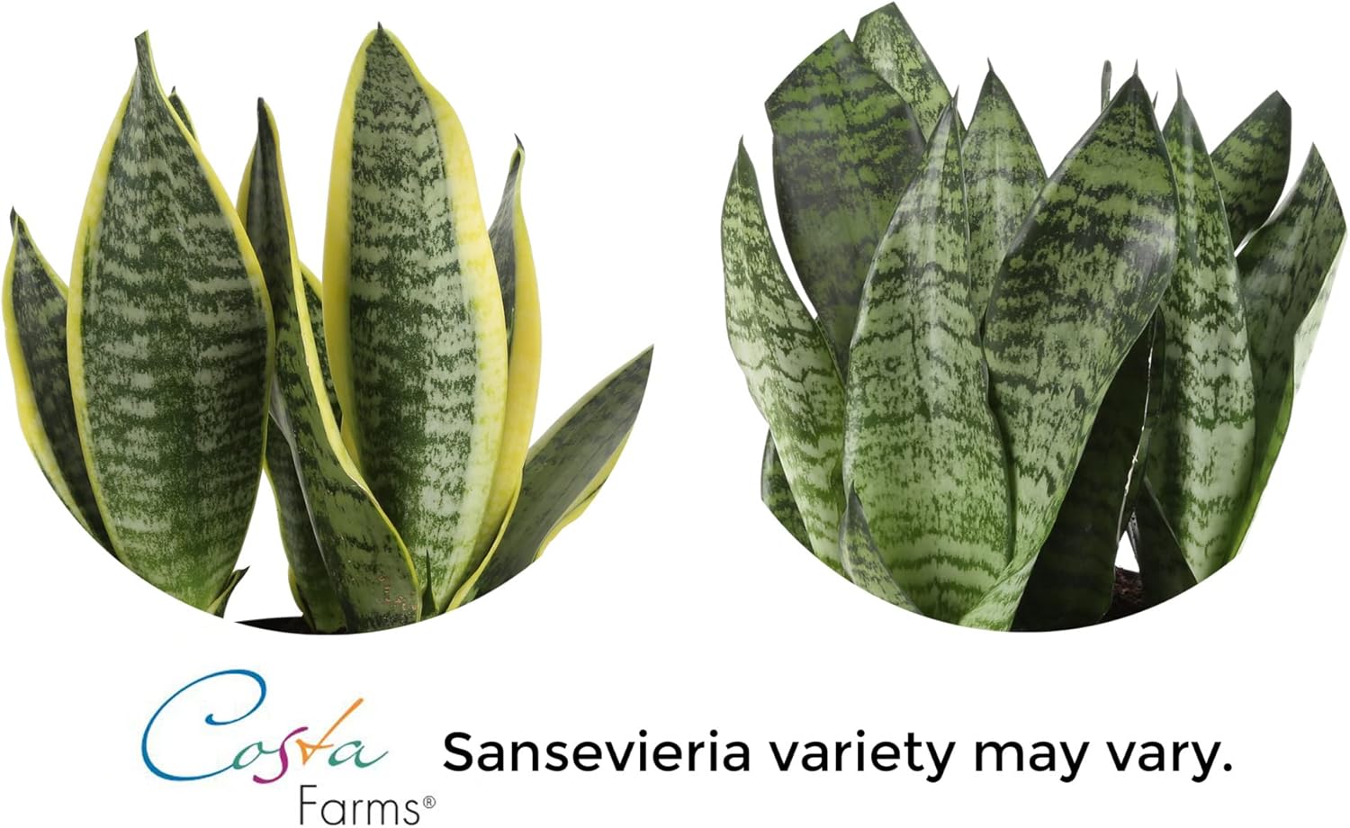 Costa Farms Premium Snake Plant, Easy Care Live Indoor Houseplant in Modern Decor Planter, Air Purifier in Potting Soil, Living Room Decor, Office Decor, House Warming Gift, Birthday Gift, 2-Feet Tall : Patio, Lawn & Garden