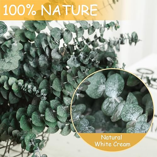 Miniatura 24 de 12 tallos de eucalipto secos para ducha, planta de ducha preservada de 17 pulgadas, hojas de eucalipto reales frescas para colgar en la ducha