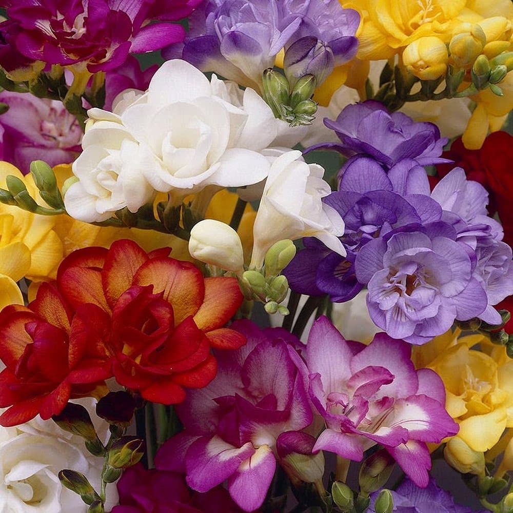 See full amazon price history chart for PLANTOGALLERY Flower Bulbs | Freesia Mix Double Important Bulbs For All Season - (Pack Of 5 Bulbs) PLANTOGALLERY Flower Bulbs | Freesia Mix Double Important Bulbs For All Season - (Pack Of 5 Bulbs) (B09B2M3NNP) Amazon Price History, Amazon Price Tracker