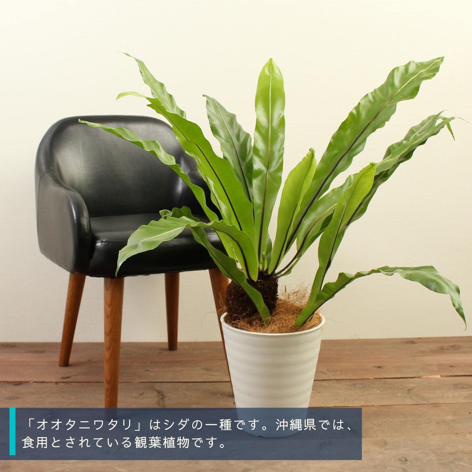 Amazon｜オオタニワタリ 8号 受け皿付 【観葉植物 本物 タニワタリ