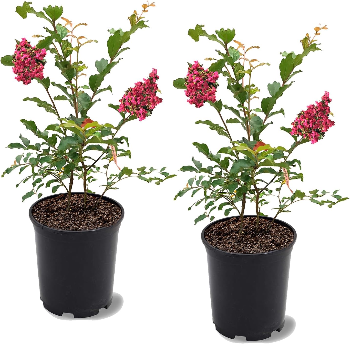 Natchez Crape Myrtle, Exfoliating Bark, Cotton-White Flowering, Vivid Foliage, 12-18 in. Tree Height, 1 gal Nursery Pot (Due to Agricultural Laws, we Cannot Ship to CA, AZ, AK, or HI), 2 Trees