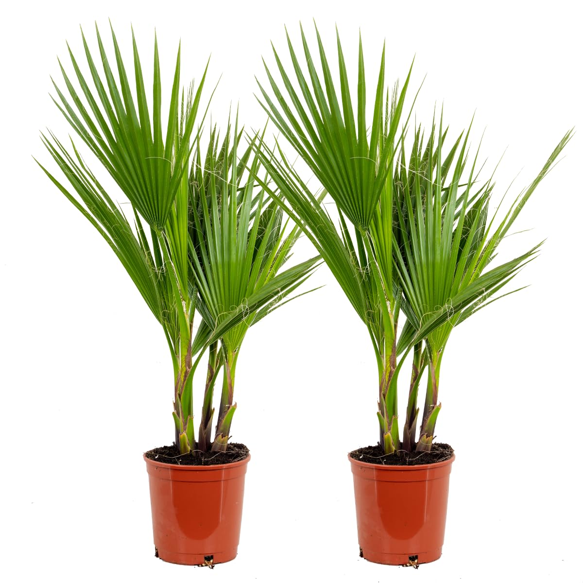 Bloomique - Lot de 2 - Washingtonia Robusta - Palmier éventail mexicain - Palmier rustique - Plantes de jardin - Hauteur 60-​80 cm - Pot 17 cm