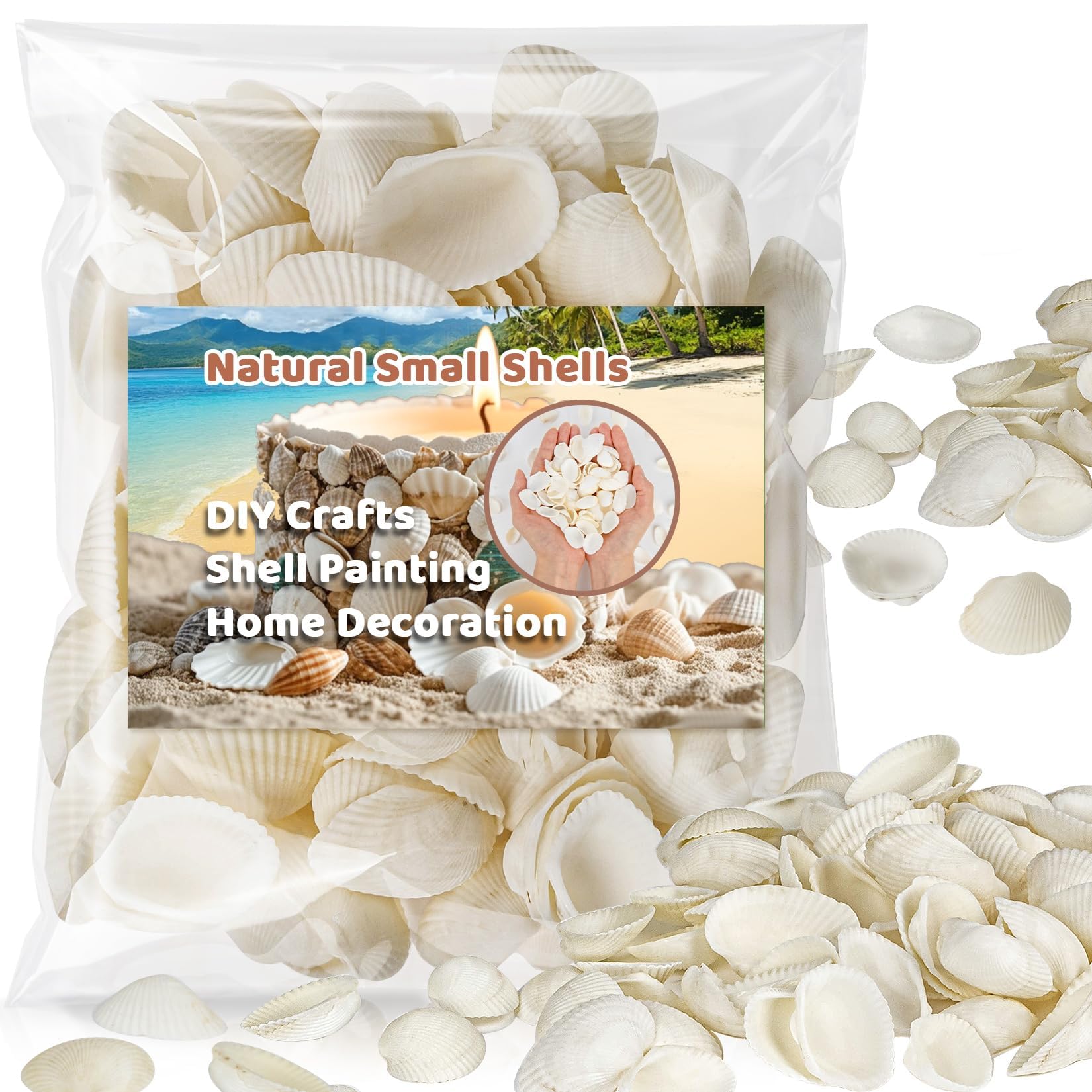 White Seashells Bulk for Crafts – Small Natural Clam Shells 0.8–1.2 in, Tiny Seashells for DIY Crafting, Vase Filler, Beach Wedding & Party Decor