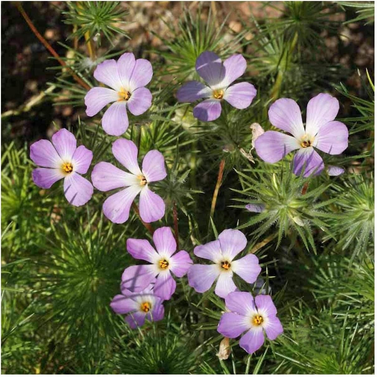 Everwilde Farms - 1/4 Lb Mountain Phlox Native Wildflower Seeds - Gold Vault