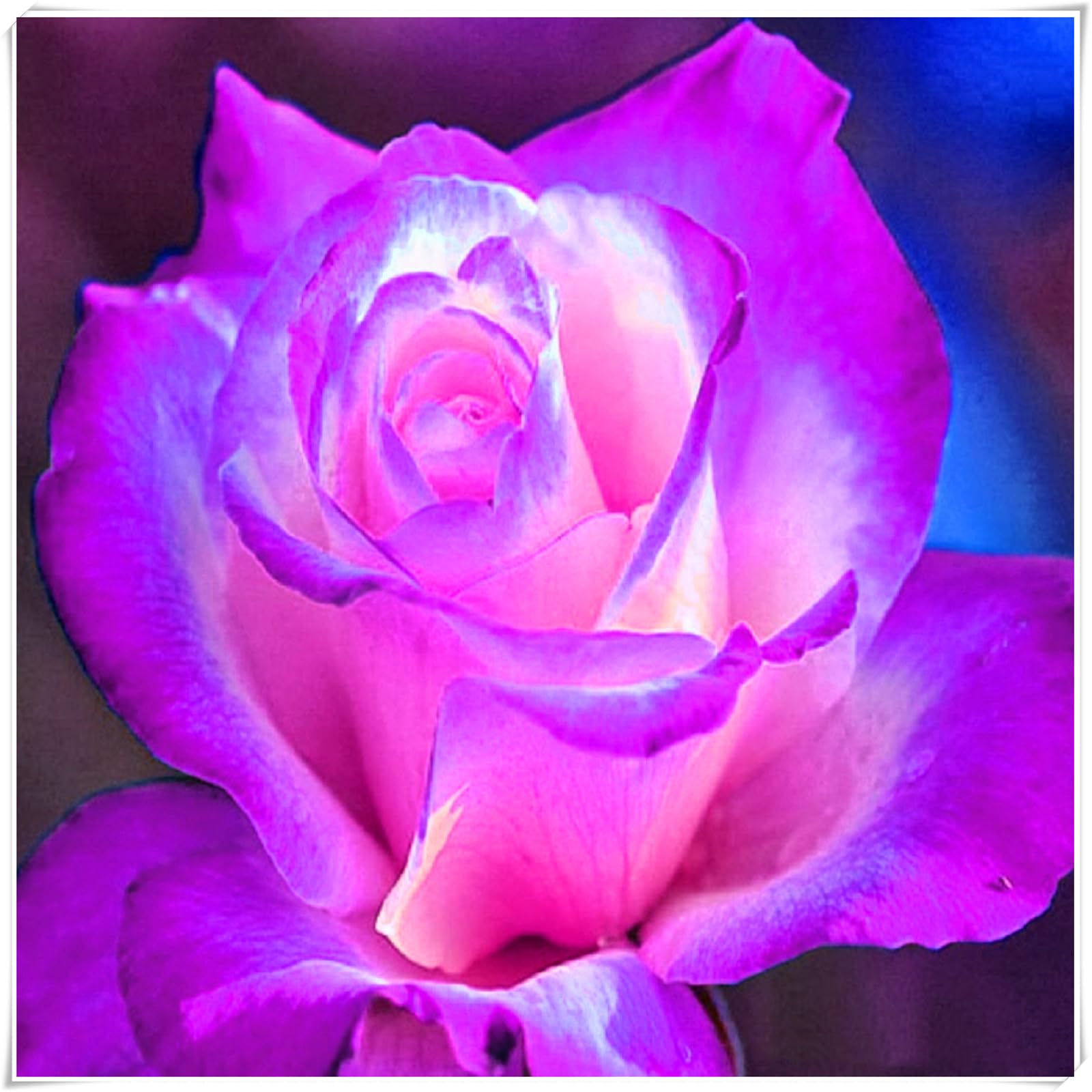 Hardy Rose Bulbs – Perennials with Gorgeous Blooms – Professional-Grade for Stunning Garden Displays-1 Bulb-B
