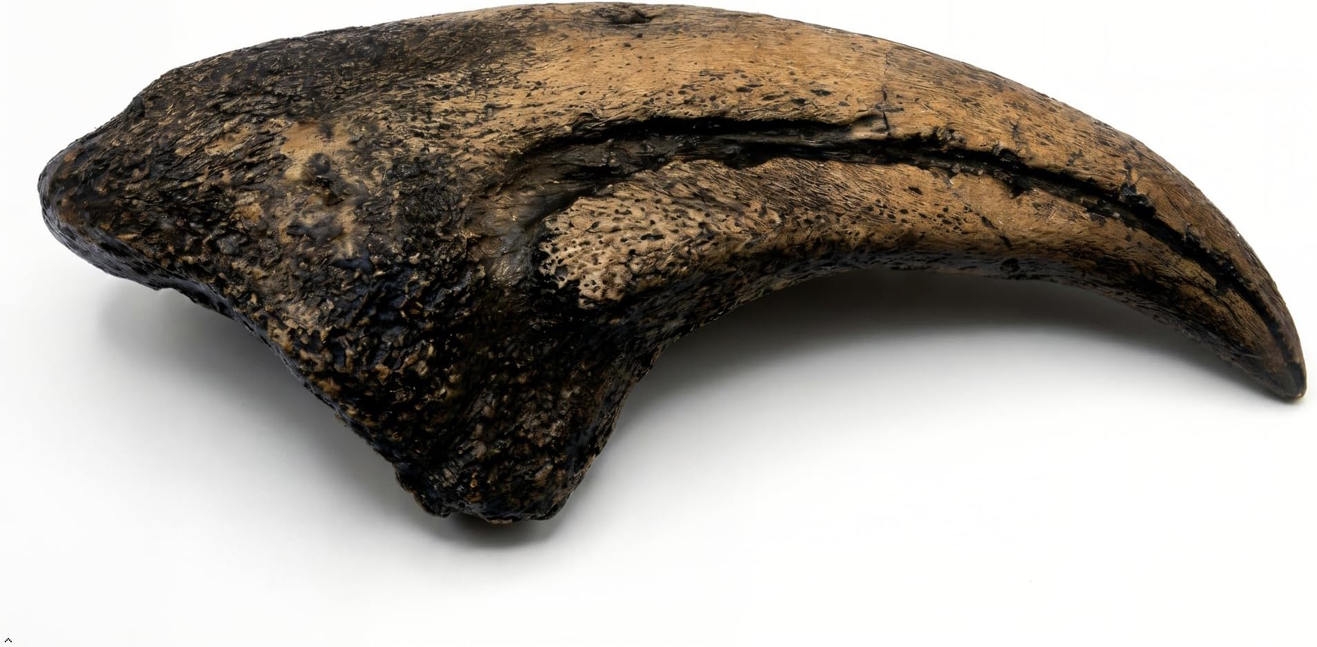 Acrocanthosaurus Dinosaur Hand Claw Fossil Replica | 4.5 Inches