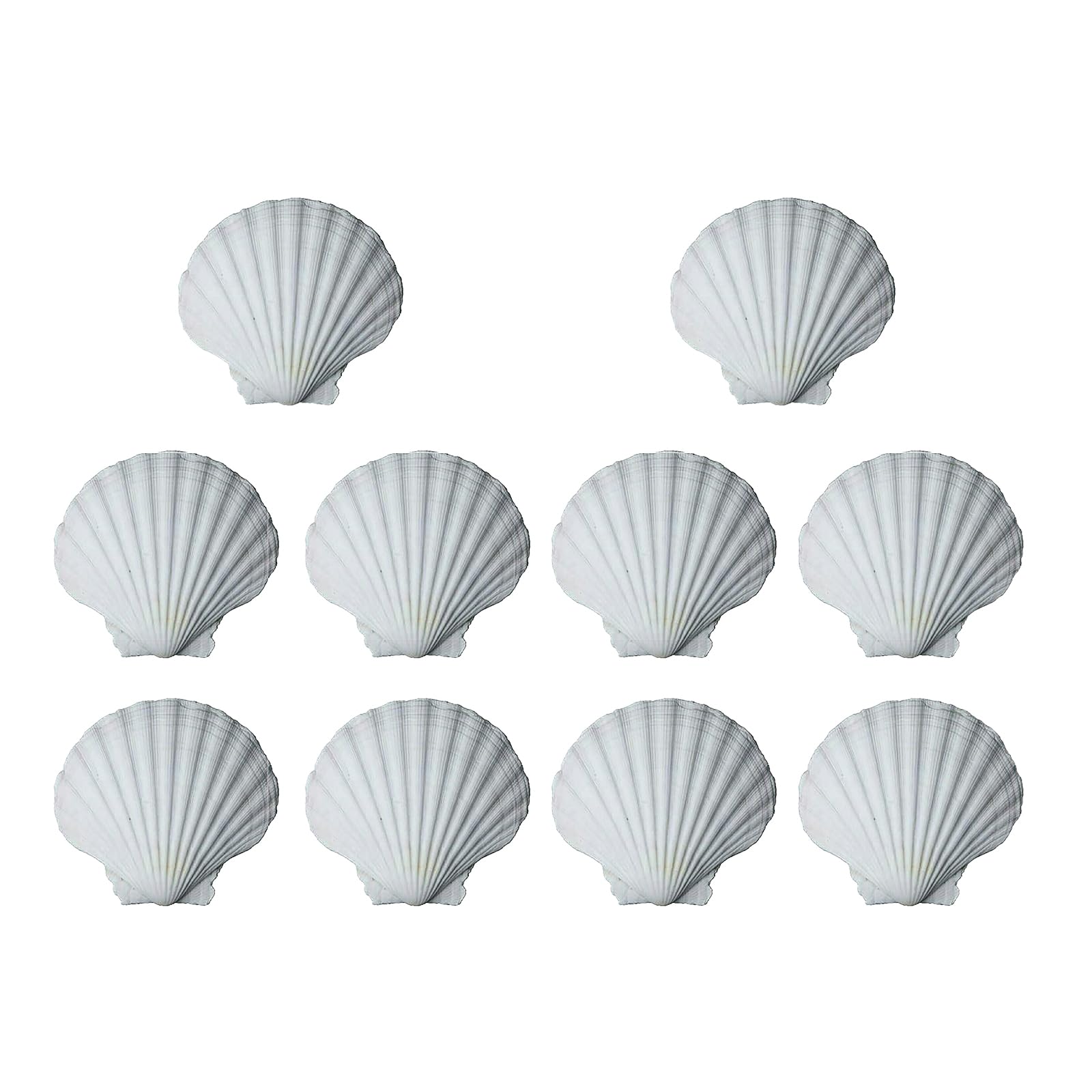 Jazuaiao 10PCS Creative Art Painting White Craft Shells Natural Scalloped Shells for Beach Wedding and Coastal House Decoration Unique Shape Seashells