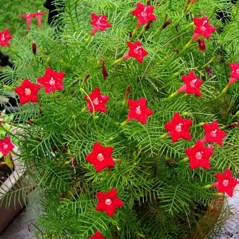 See full amazon price history chart for Star Glorylive plant || climbing plant |vine flower live plant (Pack of 1 Healthy Live Plant) for Home Garden Star Glorylive plant || climbing plant |vine flower live plant (Pack of 1 Healthy Live Plant) for Home Garden (B0DCVPMFPV) Amazon Price History, Amazon Price Tracker
