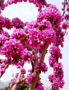 50 Redbud Tree Seeds Shrub Cercis or Bonsai Pink Purple Flower Rare Seeds