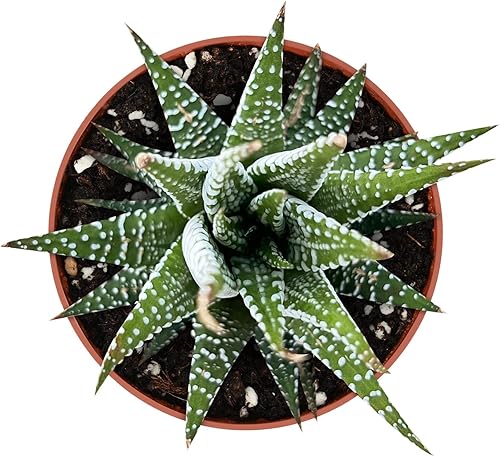 Miniatura 5 de Sedum Adolphi Firestorm - Suculenta viva totalmente enraizada en macetas de 4 pulgadas con tierra, planta de casa para decoración de boda, hogar,