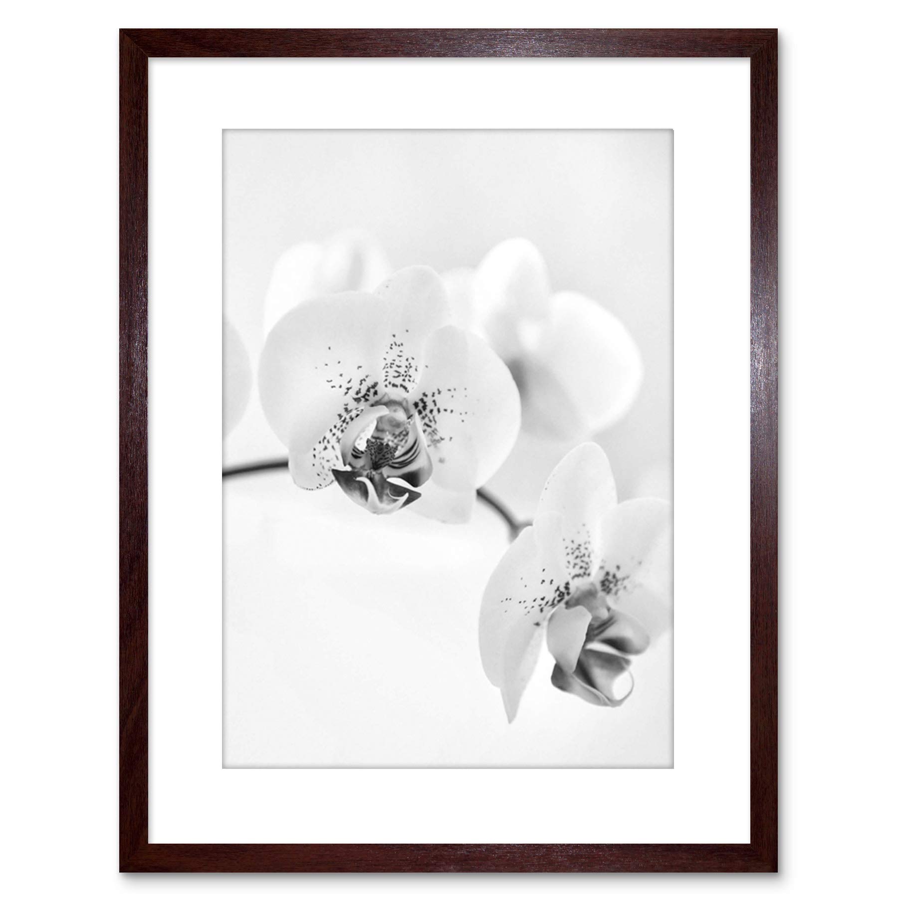 Wee Blue Coo Photo Nature Plant Orchid Flower Black White Framed Wall Art Print