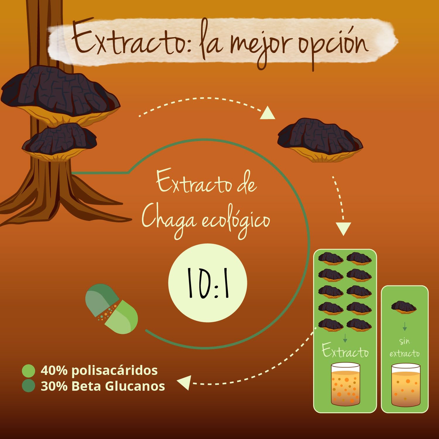 Chaga Orgánico Vegavero | Dosis Más Alta: 6000 mg (10:1) | 40% Polisacáridos & 30% de Betaglucanos | Sin Aditivos & Vegano | Inonotus obliquus | Mushroom BIO |120 Cápsulas