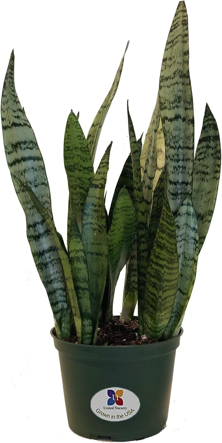 United Nursery Sansevieria Zeylanica Live Indoor Snake Plant Shipped in 6 inch Grower Pot 18-22 inch Shipping Size