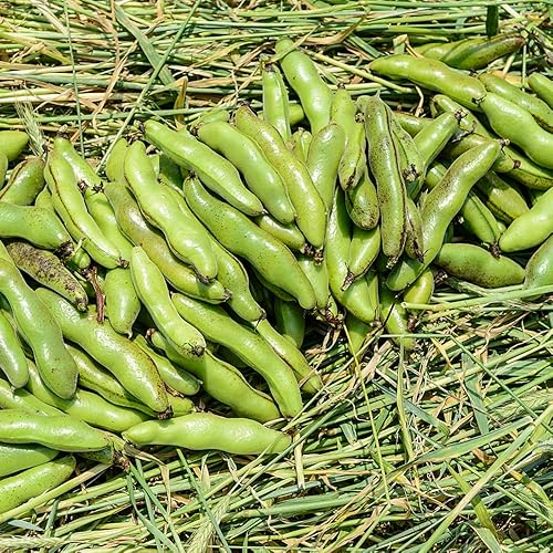 Broad Bean Seeds, Low-Maintenance Annual, Mixed Border Companions, Garden Backdrop