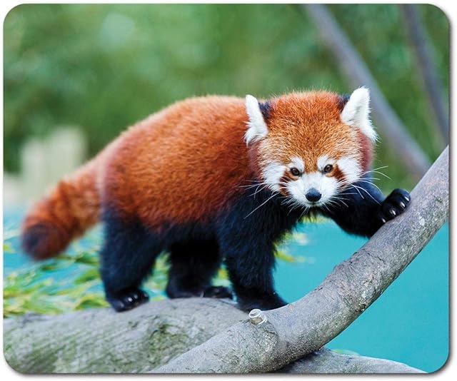 Rectangle Mouse Mat - Wild Red Panda Nature Animal Bear 23.5 x 19.6 cm (9.3 x 7.7 inches) for Computer & Laptop, Office, Non-slip Base #46441