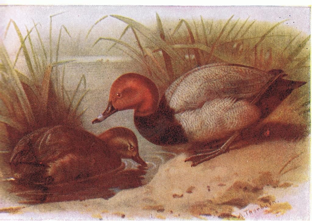 Affiche Impression Pochard par Archibald Thorburn Toile 60x90cm