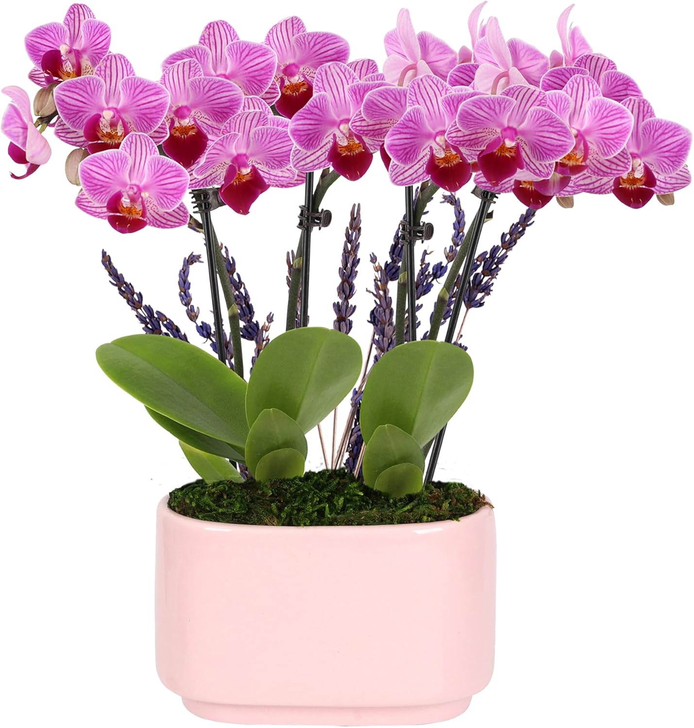 Green Circle Growers 4" Mini Pink Orchid Plant with Lavender Accent in Pink Ceramic Planter – Live Indoor Flower, Easy Care Orchid, Gift Ready