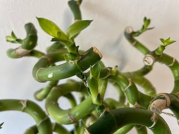 Swarovski ミリオンバンブー 530d0585d21f76e3f63697ef3d7848