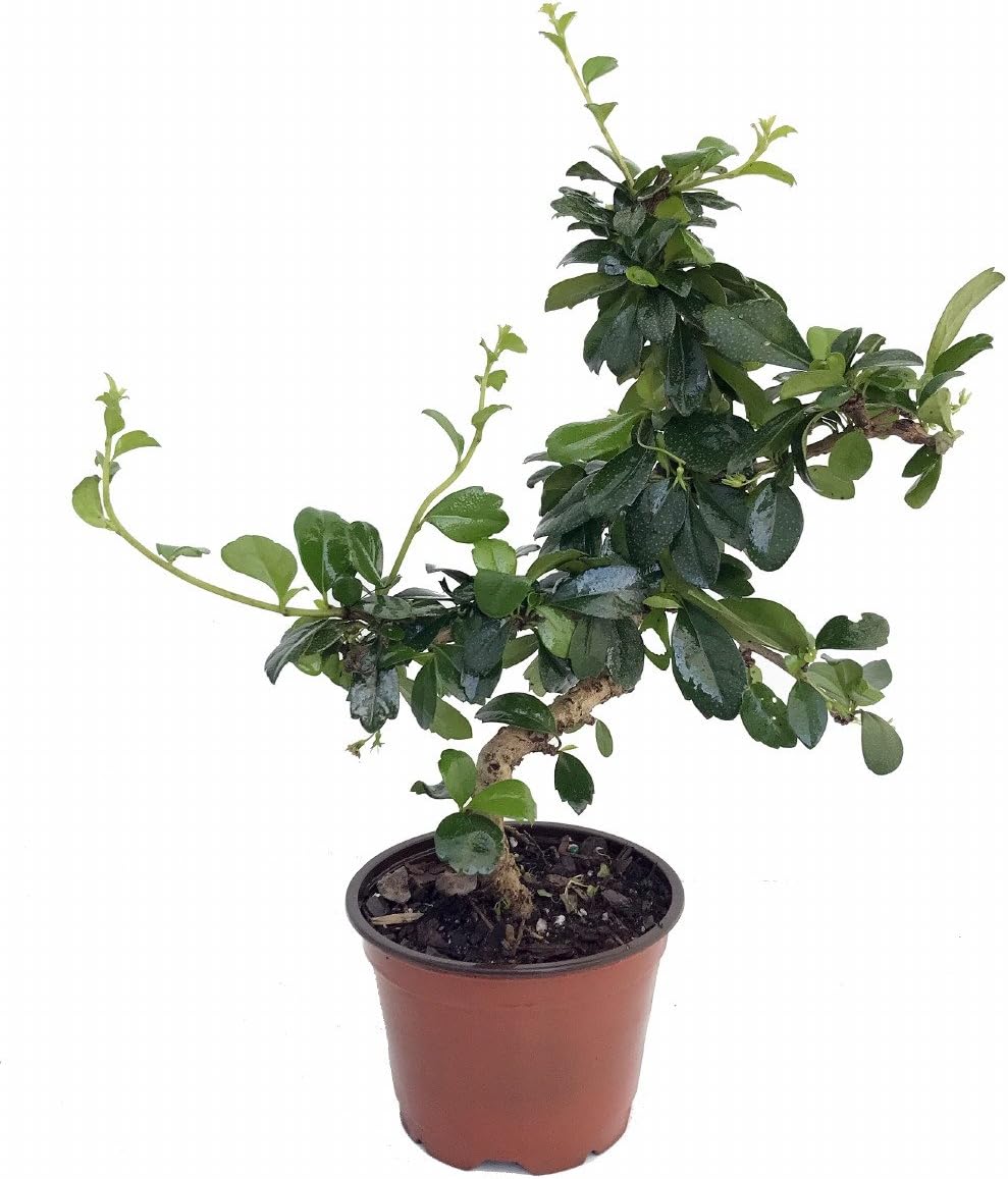 Stylized Imported Fukien Tea Bonsai Tree or House Plant - Carmona - 4" Pot