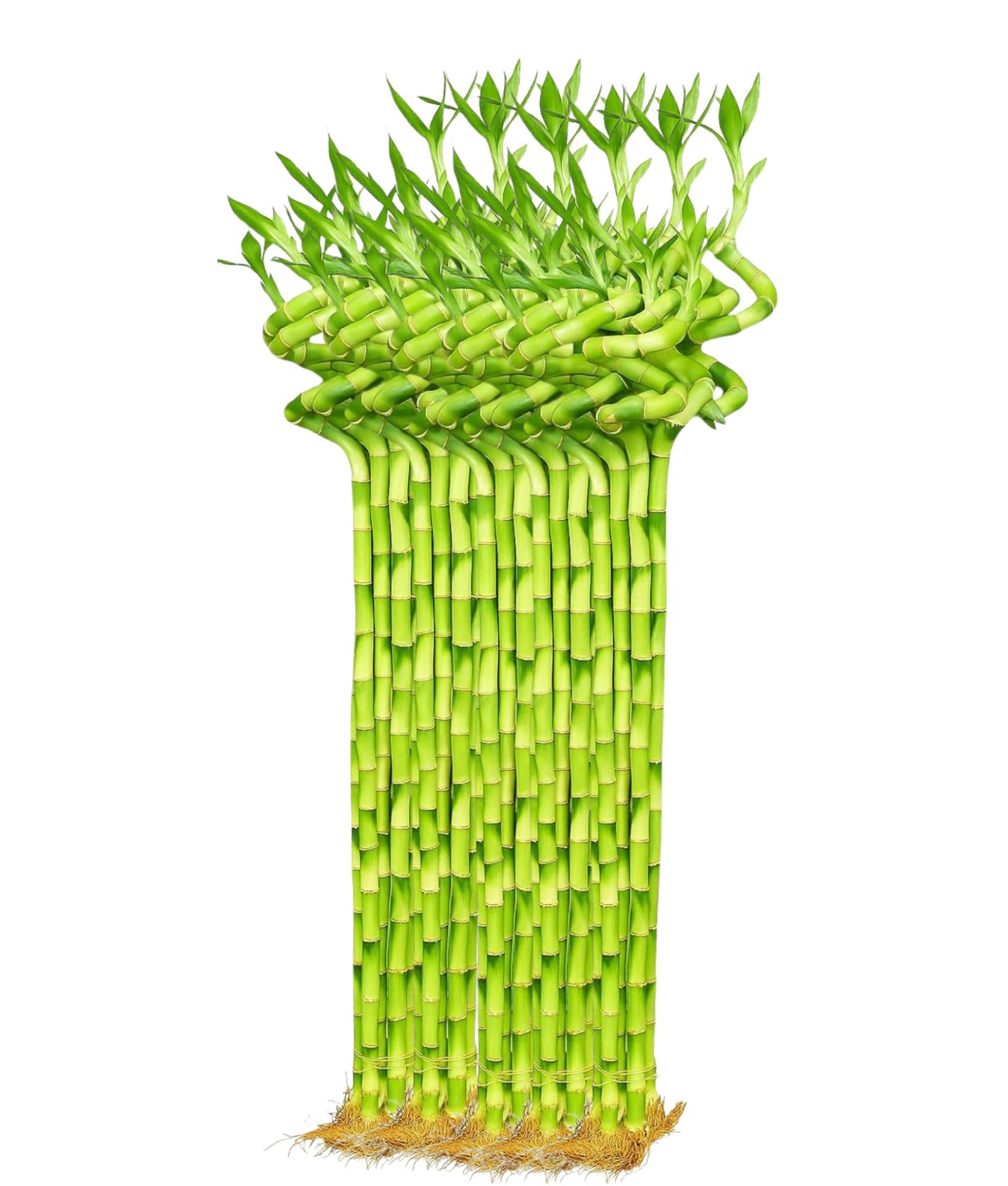 Spiral Lucky Bamboo - Good Luck Plant -11 Spiral Lucky Bamboo - Good Luck Plant -11