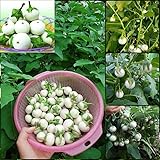 50 Seeds Solanum macrocarpon Seeds, White Eggplant, Ornamental Eggplant, Solanum ovigerum, Easter Egg Plant, Solanum dasyphyllum, Solanum undatum Seeds