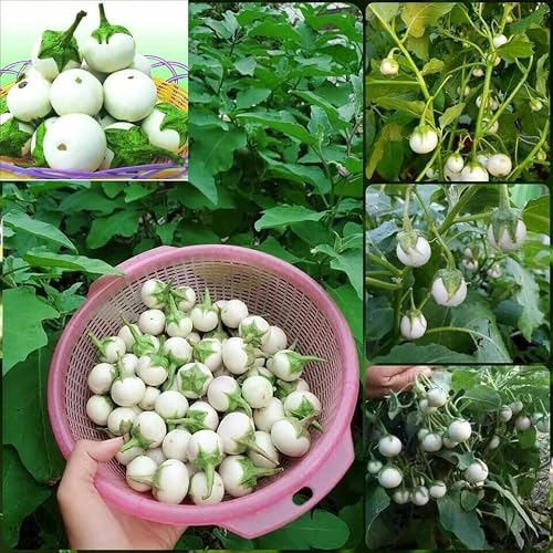 50 Seeds Solanum Macrocarpon Seeds