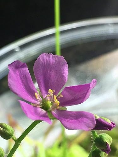 Miniatura 5 de Planta Carnívora Tropical Viva Drosera Capensis Flor Rosa (x1) - Rizoma De Raíz Desnuda
