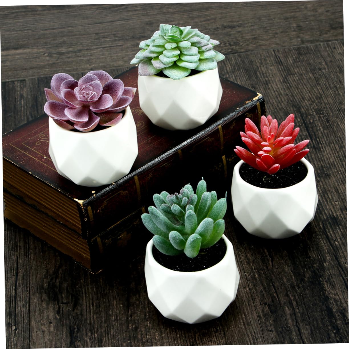 Alipis 4piezas Suculentas Artificiales Decorativas Alocasia Echeveria Medinilla Cactus con Macetas