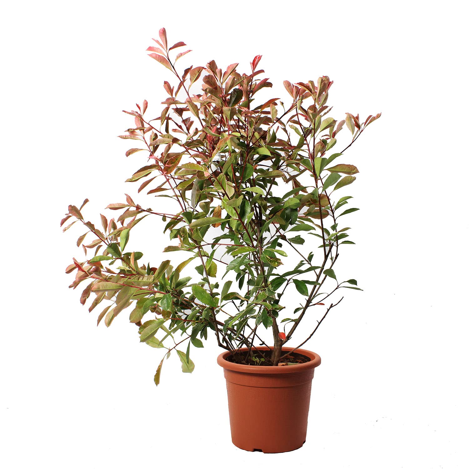 KENTIS - Glanzmispeln Photinie Pink Marble - Echte Heckenpflanze - Winterharte Pflanzen für Garten – Hoch 100-125 cm Topf Ø 24 cm