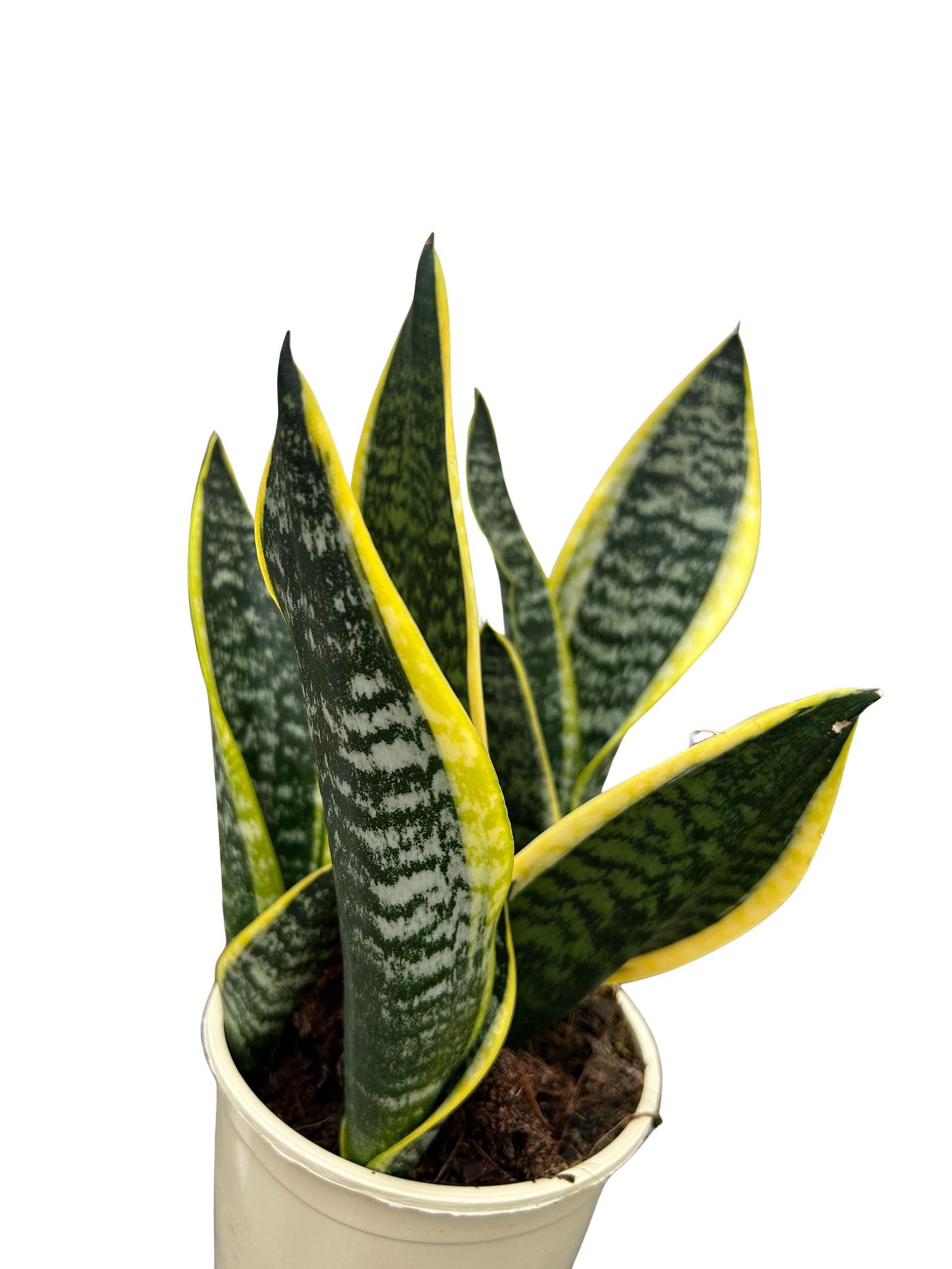 Sansevieria Superba en Maceta 12cm – Planta Lengua de Suegra Natural Interior Fácil de Cuidar | Purifica el Aire | Ideal para Hogar u Oficina