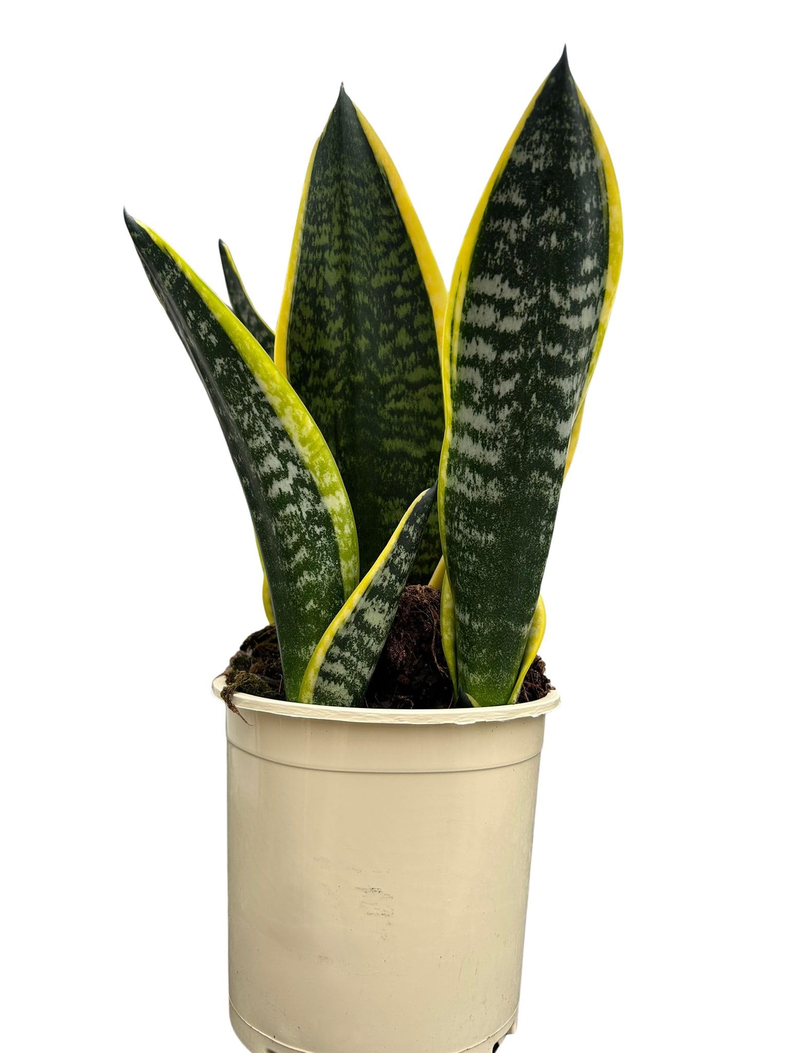 Sansevieria Superba en Maceta 12cm – Planta Lengua de Suegra Natural Interior Fácil de Cuidar | Purifica el Aire | Ideal para Hogar u Oficina