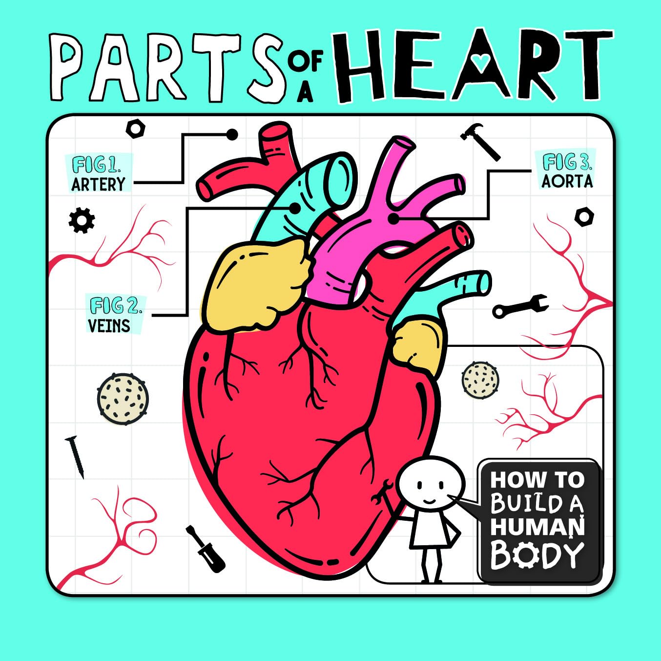 Parts of a Heart (How to Build a Human Body)