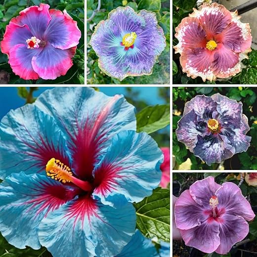 Hibiscus Flower Seeds, 30 Seeds, Hardy Perennial, Non-GMO, Tropical Garden Plants