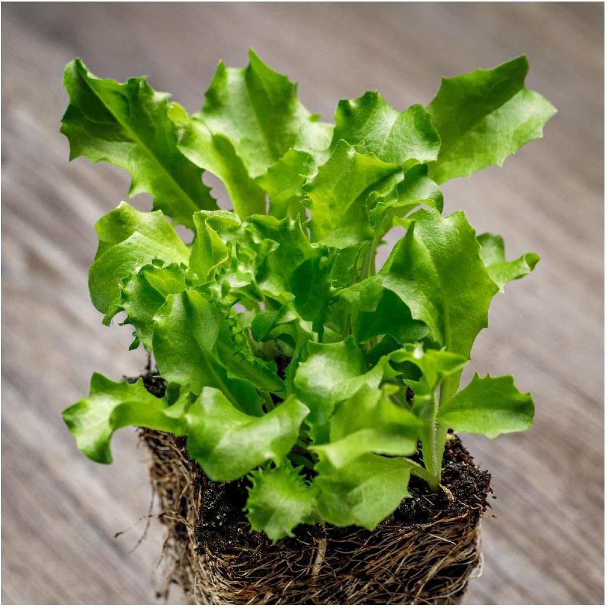Everwilde Farms - 1 Lb Green Curled Ruffec Endive Seeds - Gold Vault