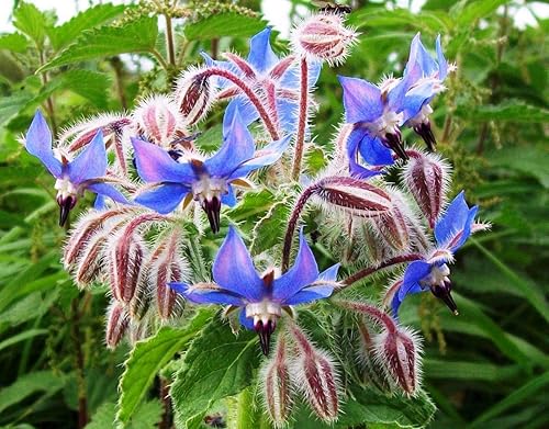 Miniatura 1 de Semillas Borraja Starflower Pepino Hierba Anual Hierba Interior No GMO Heirloom