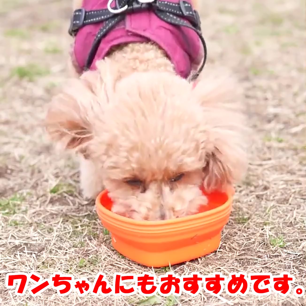 FOUR フリーズドライ ササミ 1500g 150g×10 国産 獣医推薦 【公式通販】