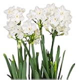 Easy to Grow Narcissus Paperwhite 'NIR' Plant Bulbs (10 Pack) - Large Flower Bulbs for Indoor Forcing at Home, Fragrant Holiday Blooms